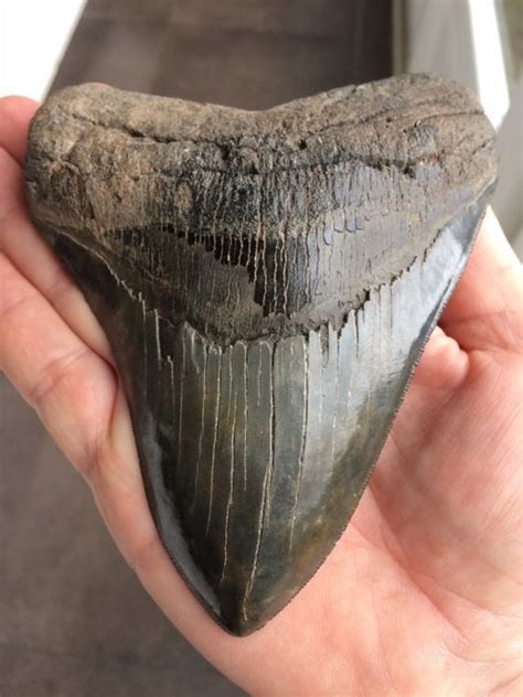 Megalodon Facts, Habitat, Diet, Fossils, Pictures