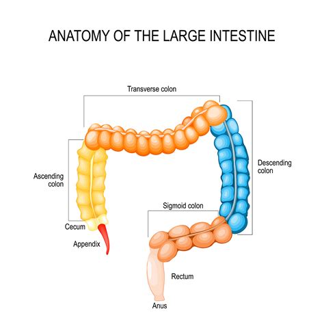 All About The Large Intestine Moomoomath And Science