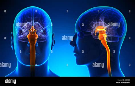 Brain And Spinal Cord Hi Res Stock Photography And Images Alamy