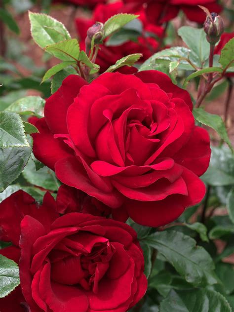 Gallipoli Centenary Rose Shrub Rose Kortutu By Treloar Roses