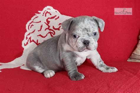 Learn more about davisk french bulldogs in michigan. Merle Boy: French Bulldog puppy for sale near Ann Arbor ...