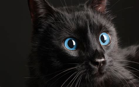 Download Wallpapers Black Cat Blue Eyes 4k Pets Cats For Desktop