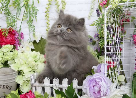 Blue Persian Kittens Photo Gallerypre Loved Persian