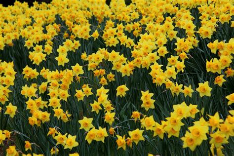 Field Of Daffodils Wallpaper Wallpapersafari