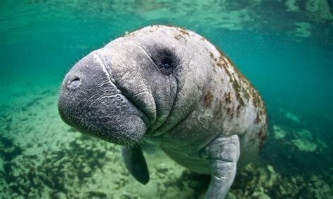 Four Threats To Manatees And Mangroves In Florida And How We Can Save