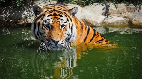 Bengal Tiger 5k Wallpapers Hd Wallpapers Id 25746