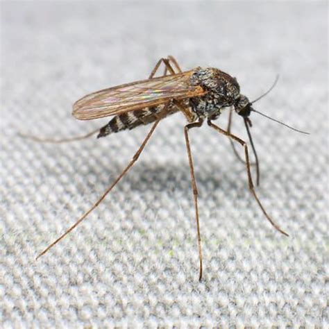 Mosquito Control And Treatment Service In Huntsville