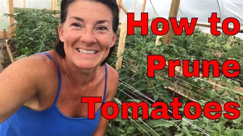 How To Prune Tomatoes Video 1 Of Pruning And Trellising Youtube