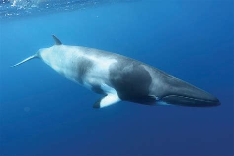 Prey for some antarctic killer whales distribution: Minke whales: the world's most exclusive wildlife encounter