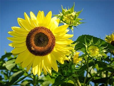 Let's start with the basics: Lemon Queen -Sunflower | Baker Creek Heirloom Seeds