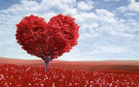 Heart Tree Hd Love 4k Wallpapers Images Backgrounds Photos And