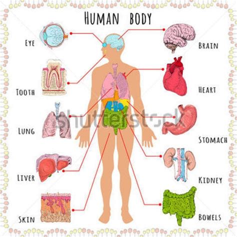 Body clipart body structure, Body body structure Transparent FREE for download on WebStockReview 