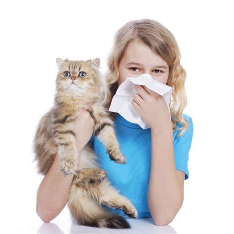 Why Are More People Allergic To Cats Than Dogs Petsoid