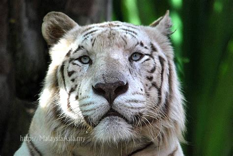 The Balinese Extinct Tiger Ex Beautiful Sea Creatures Animals