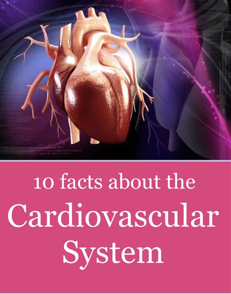 Know Your Heart 10 Facts About The Cardiovascular System Vistasol