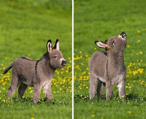 These Cute Baby Donkeys Will Make Your Day Happiness Life
