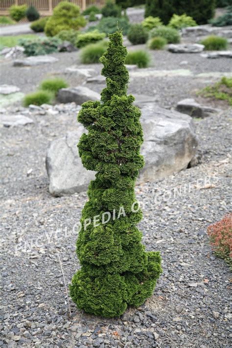 What To Do With Conifers Design You Garden Chamaecyparis Obtusa Bess