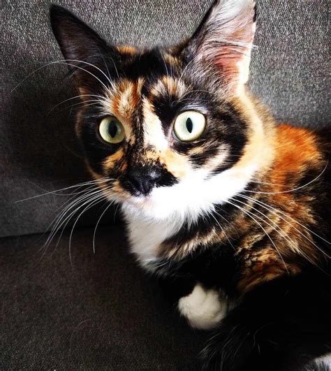 Tortoiseshell Cat Facts And Pictures
