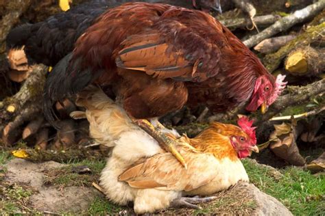 How Do Chickens Mate Chicken Mating Explained