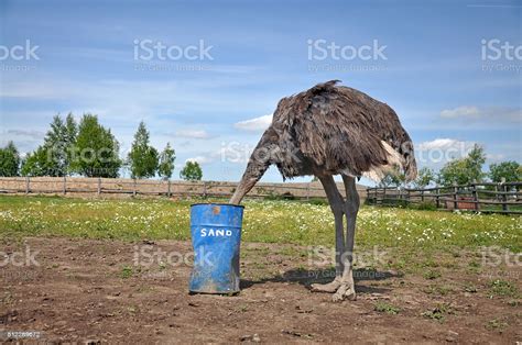 African Ostrich Hiding Its Head In The Sand Stock Photo