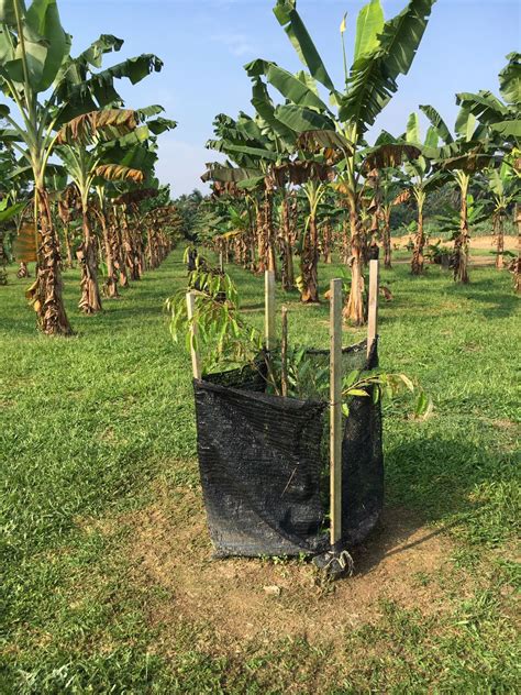 Daftar harga bibit durian duri hitam terbaru mei 2021. DUSUN TOK BAK: POKOK DURIAN MUSANG KING & DURI HITAM