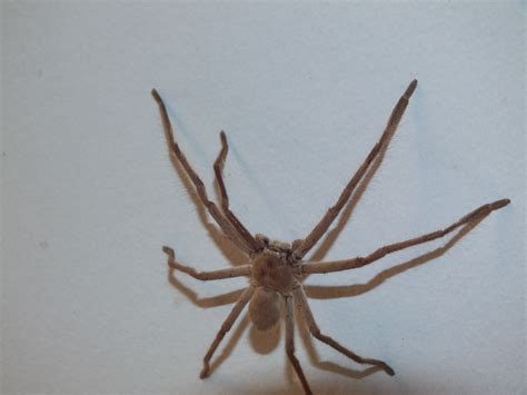 Sparassidae Huntsman Spider Dscf3668 Kingdomanimalia Phyl Flickr