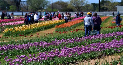 Freedomto Roamroadtrip Texas Tulips Beauty In Pilot Point Texas