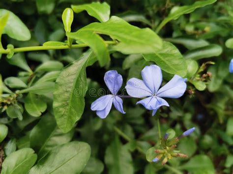 Shiny Beautiful Light Blue Flower Macro Photography Stock Photo Image