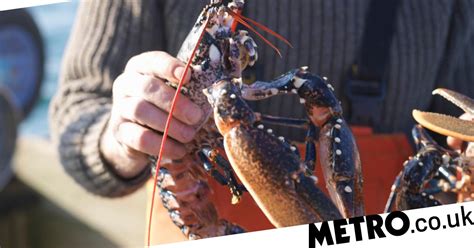 boiling lobsters alive to be banned under proposed government plans metro news