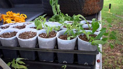 How To Clone Tomatoes For Free Fall Tomato Plants Plants Tomato