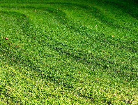 5 Of The Best Lawn Mowing Patterns