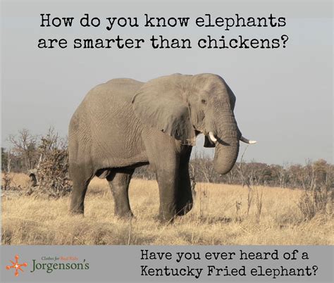 How Smart Are Elephants With Images Elephant Jokes