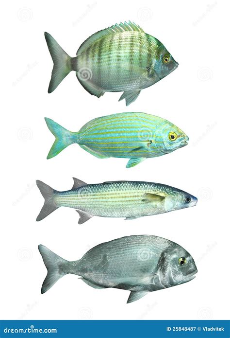 Collection Of A Mediterranean Fish Royalty Free Stock Photography