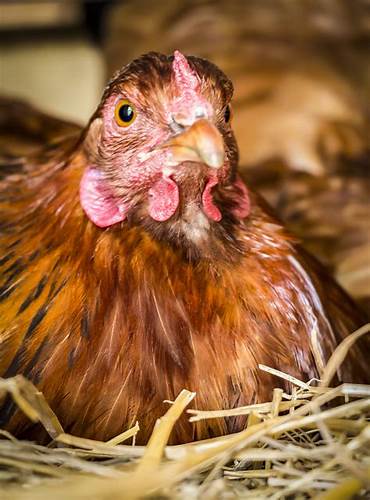 Диета творог курица яйцо Через сколько несется курица Через сколько несется курица Диета творог курица яйцо