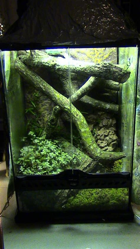 To make a habitat for your corn snake, you need to choose the proper cage, set up heat sources, and provide. 78 Best images about Corn Snake Biotope on Pinterest