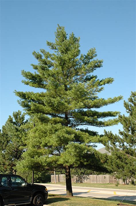 Eastern White Pine Pinus Strobus In Inver Grove Heights Minnesota
