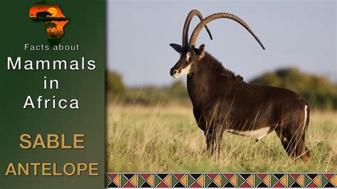 Mammals In Africa Sable Antelope Hippotragus Niger Youtube