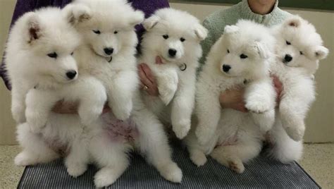 Samoyed Lovely Samoyed Puppies For Sale Dogs For Sale Price