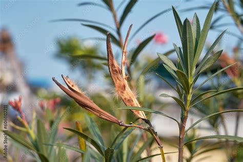 Dried Follicle Seed Pods Of Oleander Nerium Plant The Follicle