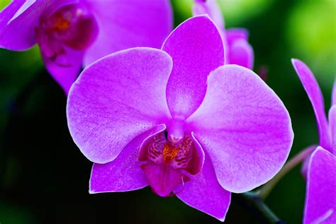 Orchid Flower Meaning Polito Weddings