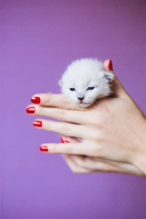 Female Hand Holding Newborn Siamese Kitten By Stocksy Contributor