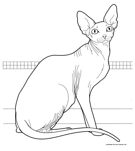 Oriental Shorthair Cat Javanese Cat Cat Coloring Page Cat Coloring