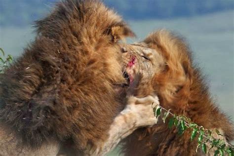 Its Jenykings Blog Pics Lions Fight To Be King Of The Jungle In