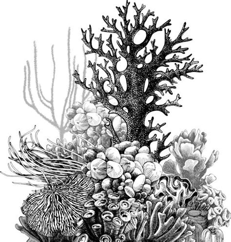 Colorful Coral Reef And Deep Undersea Landscape Illustrations Royalty