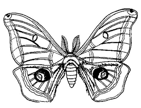 Select from 35919 printable crafts of cartoons, nature, animals, bible and many more. Moth Drawing at GetDrawings | Free download