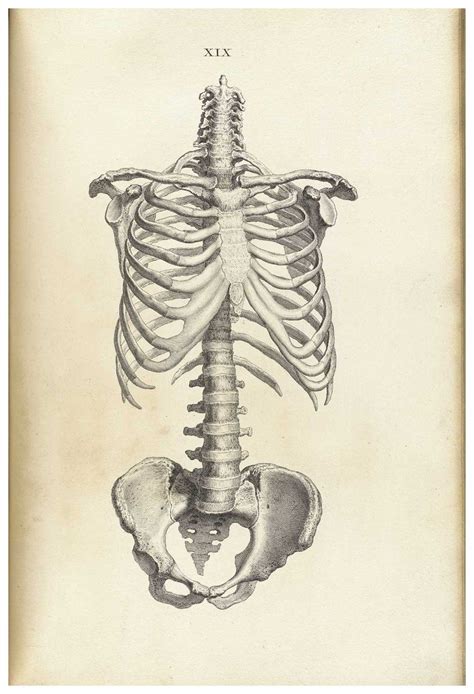 Anatomy Art Anatomy Drawing Skeleton Drawings
