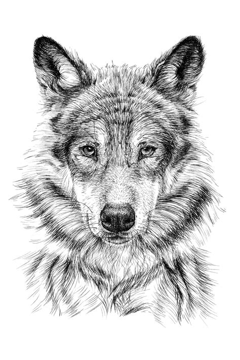 How To Draw A Wolf 10 Easy Drawing Projects