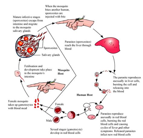 Stages In The Life Cycle Of Plasmodium