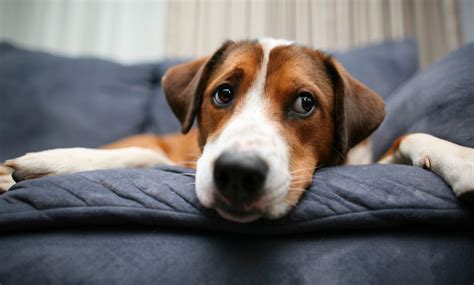 How To Keep Dog From Drooling On Furniture