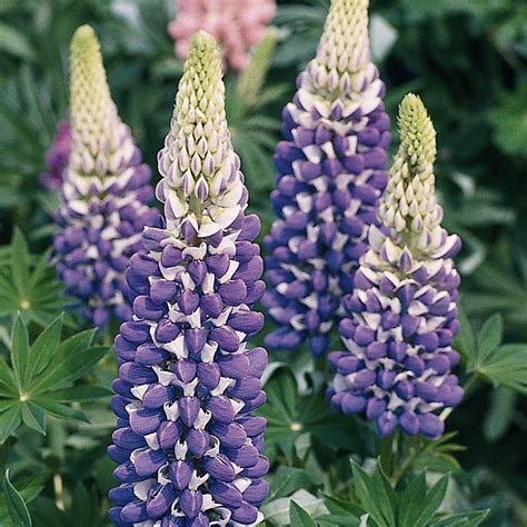 Lupinus Polyphyllus Legendary Blue Shades Lupin Lundagers Gartneri